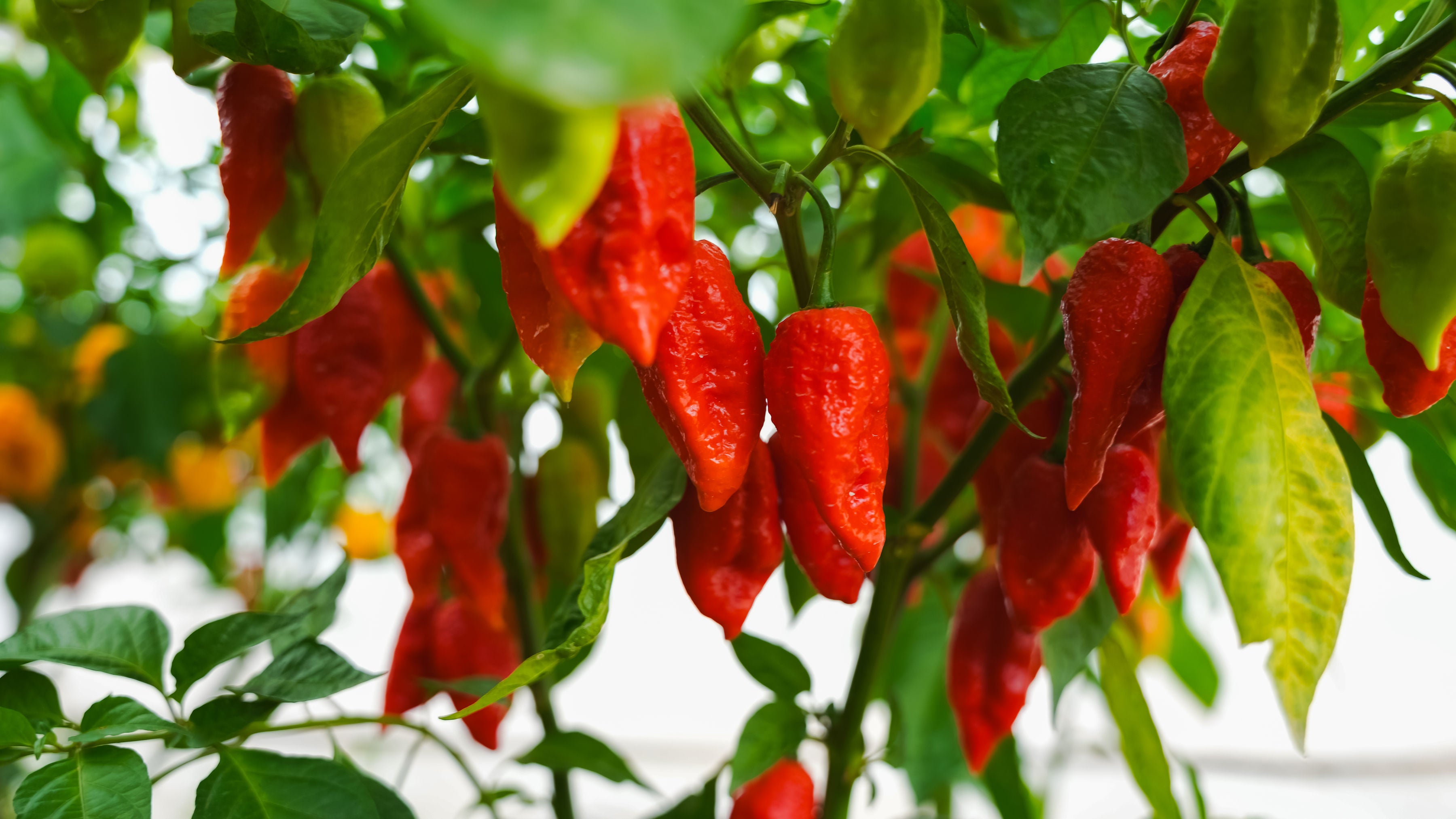 collection-banner-image