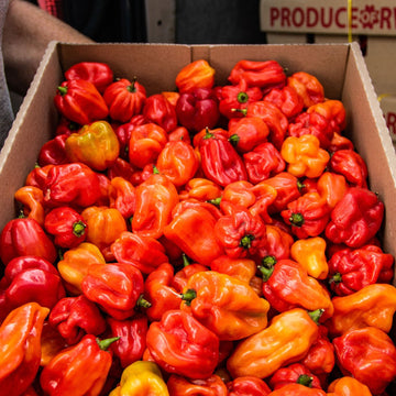 Fresh Scotch Bonnet Chilli | 1kg - 1tonne | Fresh From Source - Fita Ltd
